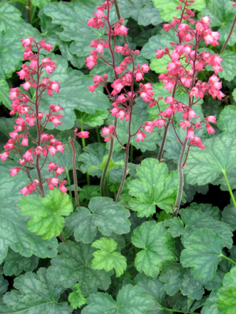 Heuchera ‘Paris’ 2L 5023242318387