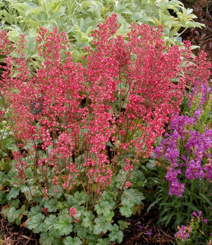 Heuchera ‘Paris’ 2L 5023242318387