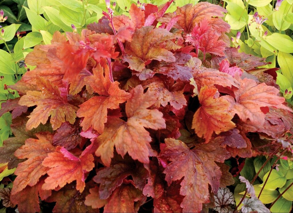 Heucherella ‘Sweet Tea’ 2L 5023242318714