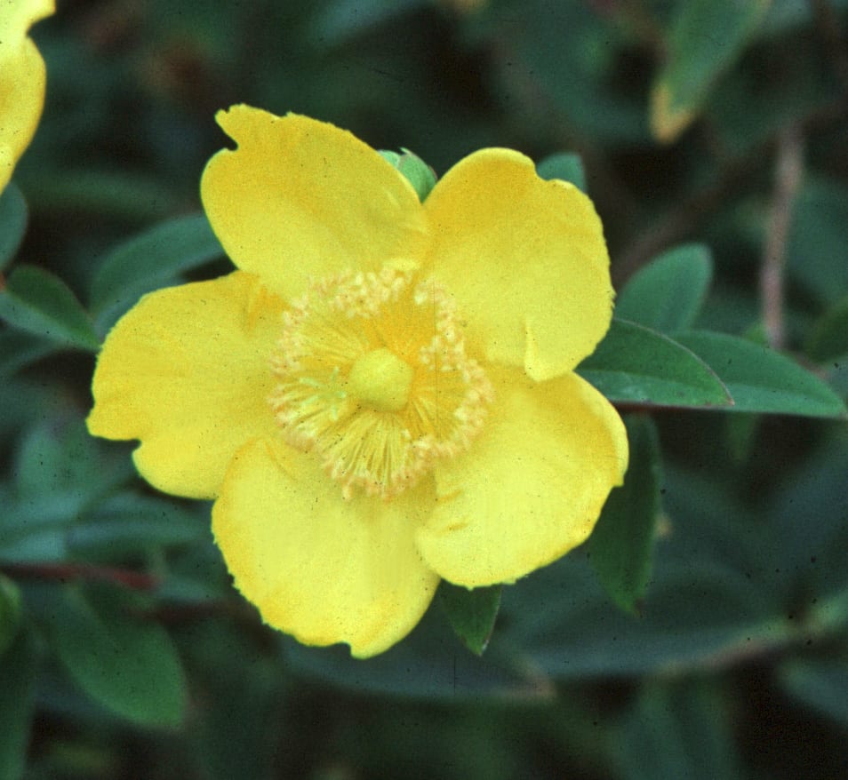 Hypericum ‘Hidcote’ 2L 5023242170695