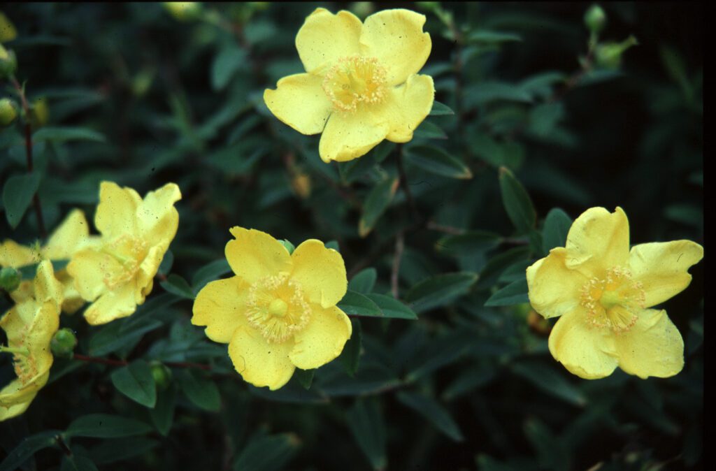 Hypericum ‘Hidcote’ 2L 5023242170695