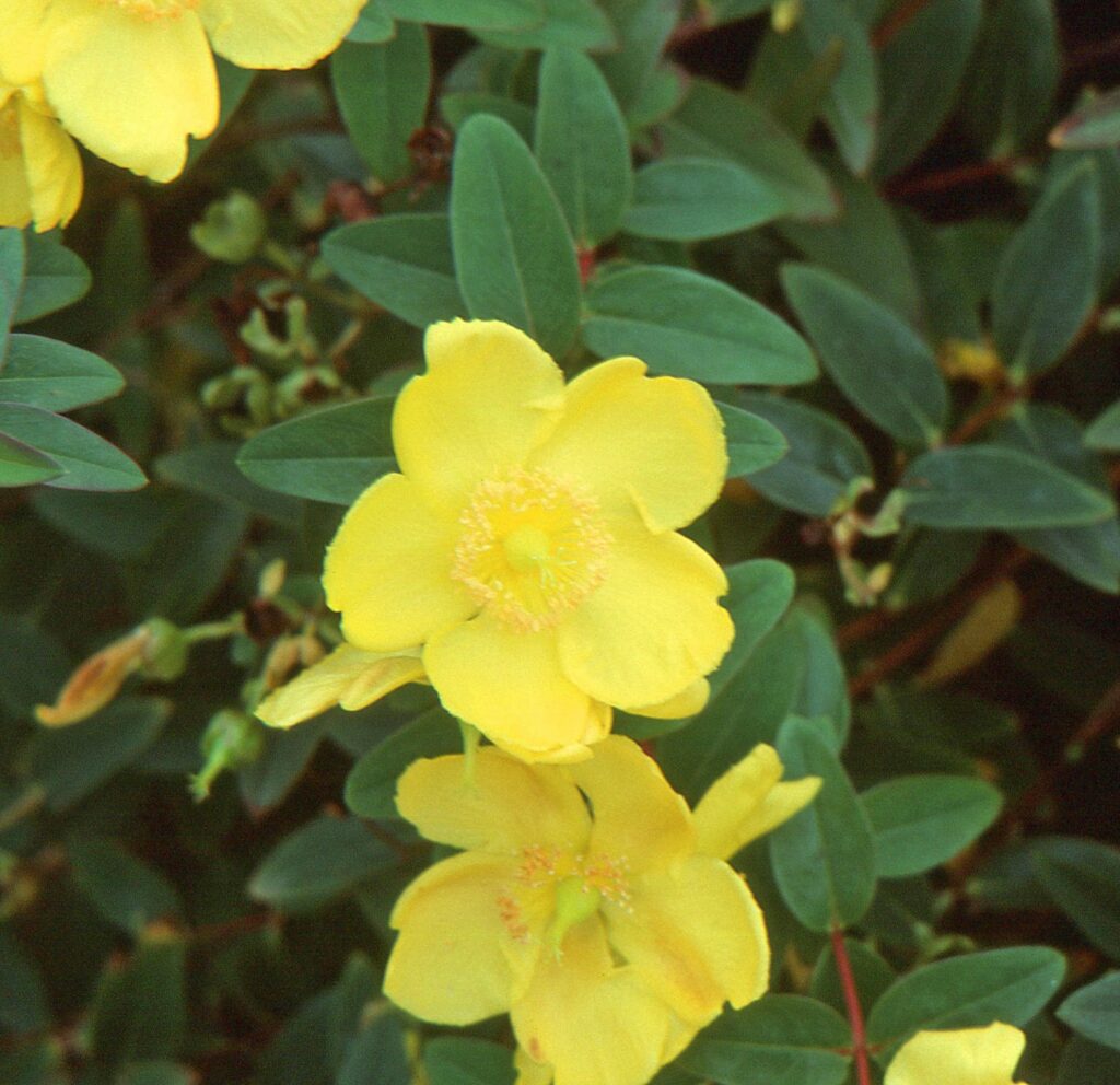 Hypericum ‘Hidcote’ 2L 5023242170695