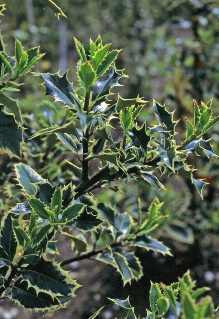 Ilex aquifolium ‘Argentea Marginata’ 3L 5023242189666