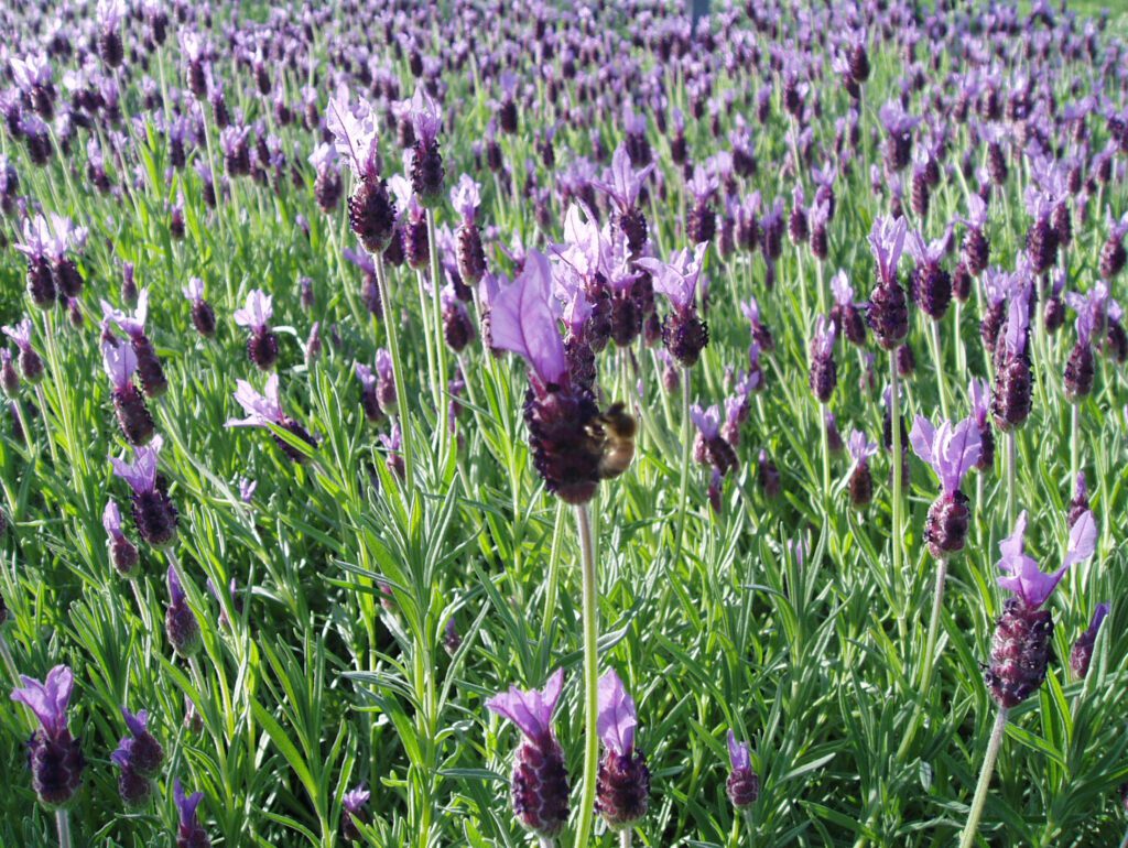 Lavandula stoechas ‘Papillon’ 2L 5023242186405