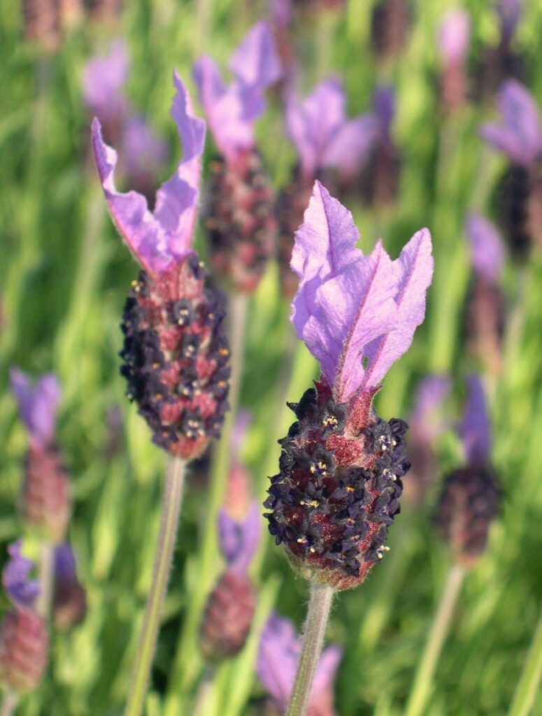 Lavandula stoechas ‘Papillon’ 2L 5023242186405