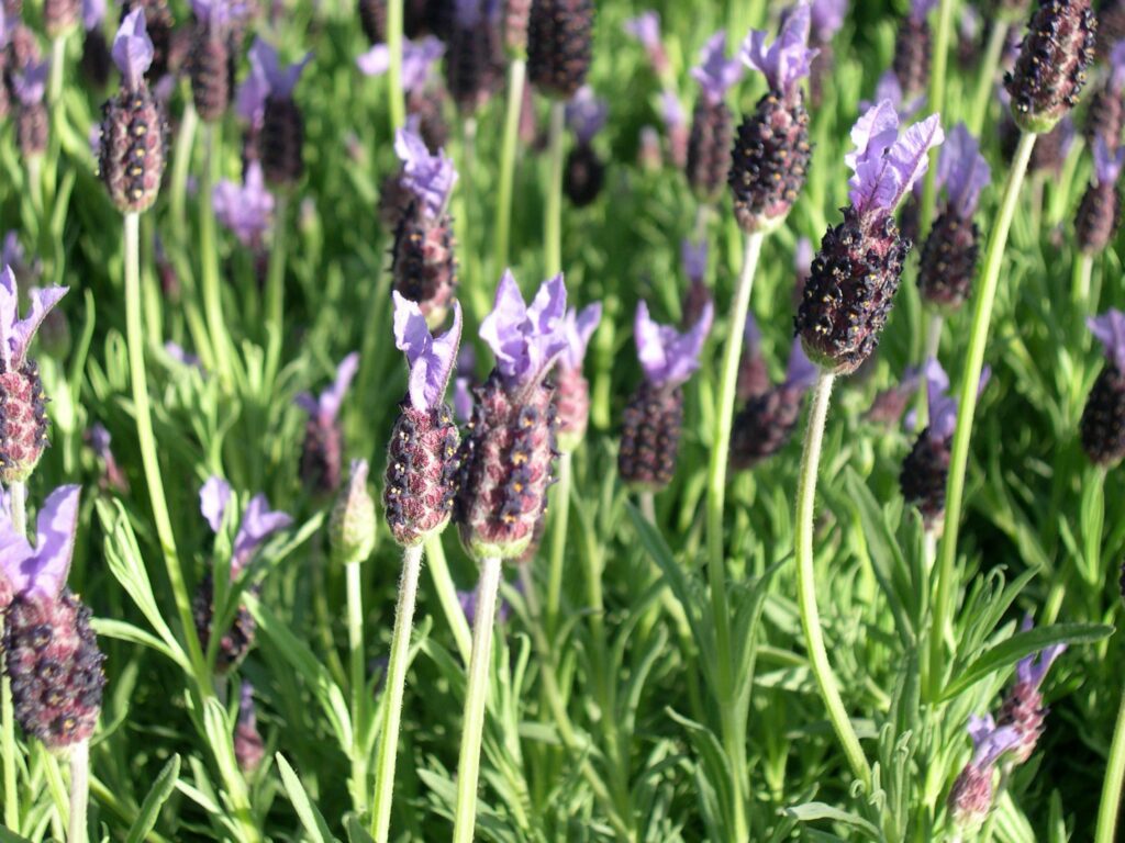 Lavandula stoechas ‘Papillon’ 2L 5023242186405