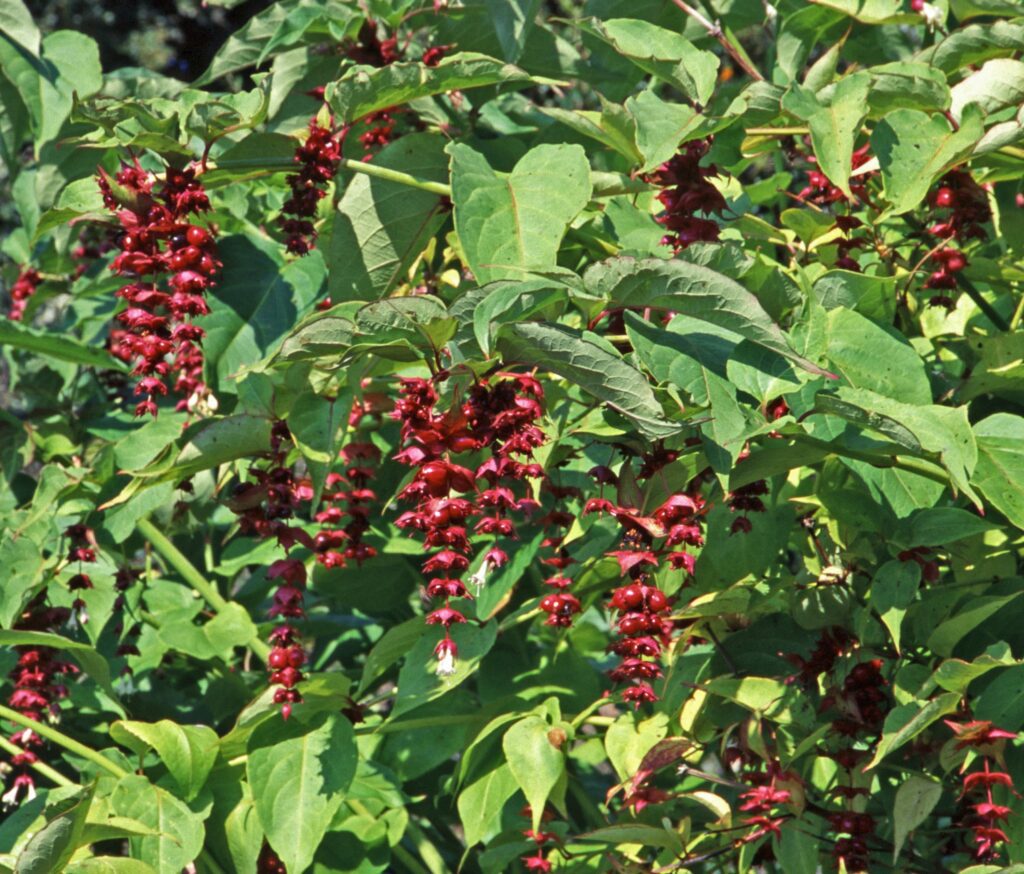 Leycesteria formosa ‘Purple Rain’ 3L 5023242300689