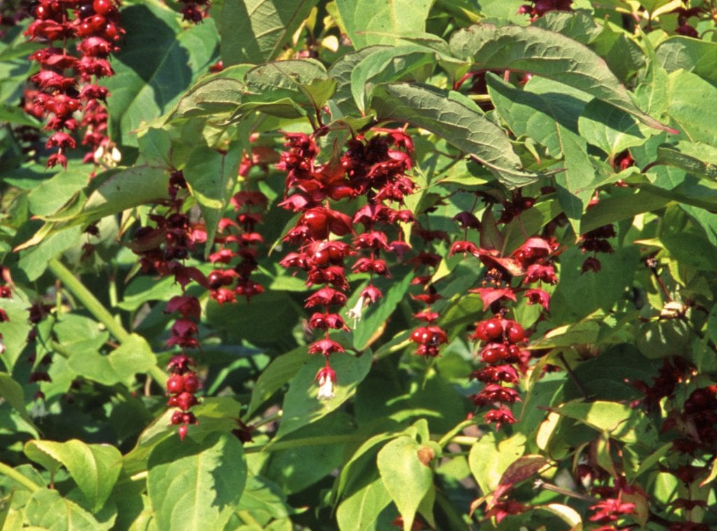 Leycesteria formosa ‘Purple Rain’ 3L 5023242300689