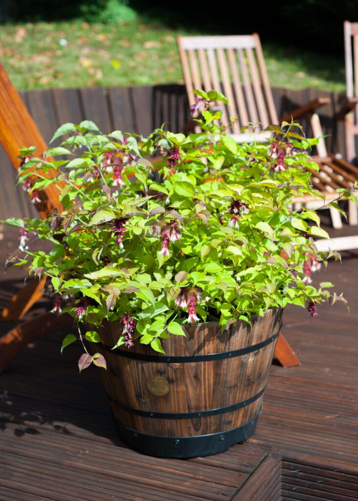 Leycesteria formosa ‘Little Lanterns’ 3L 5023242378107