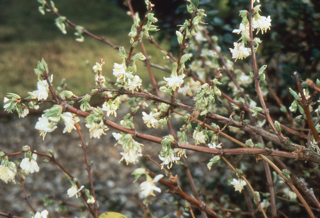 Lonicera x purpusii ‘Winter Beauty’ 3L 5023242172545