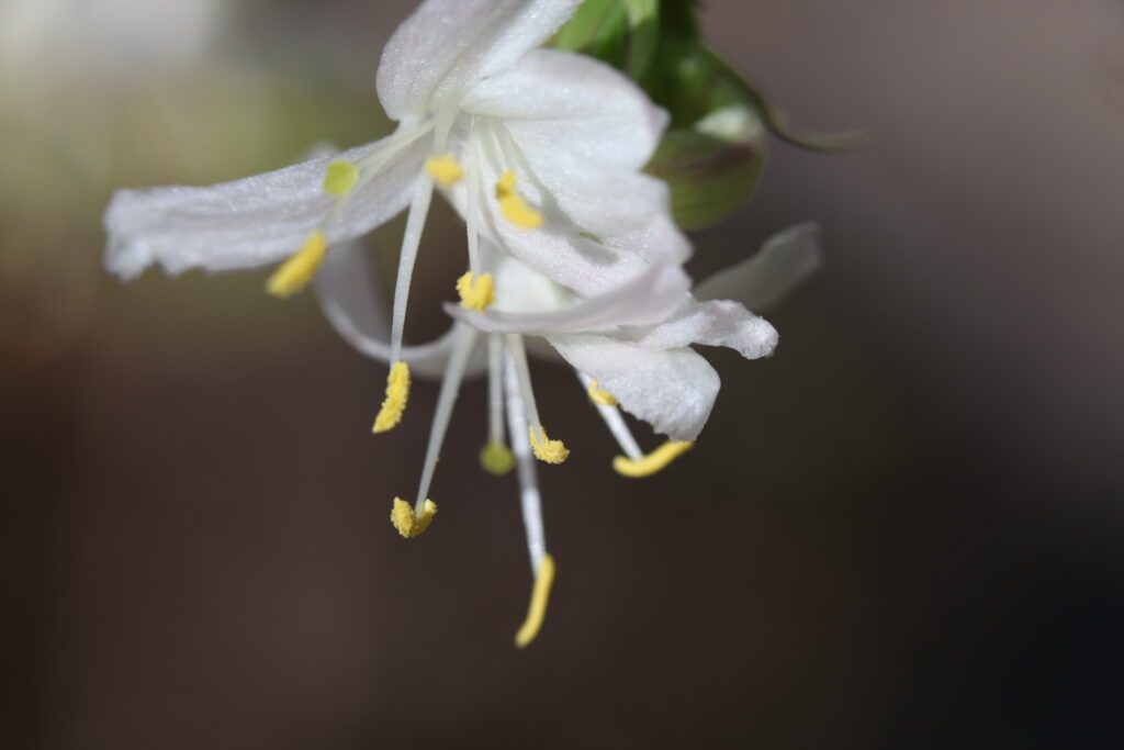 Lonicera x purpusii ‘Winter Beauty’ 3L 5023242172545