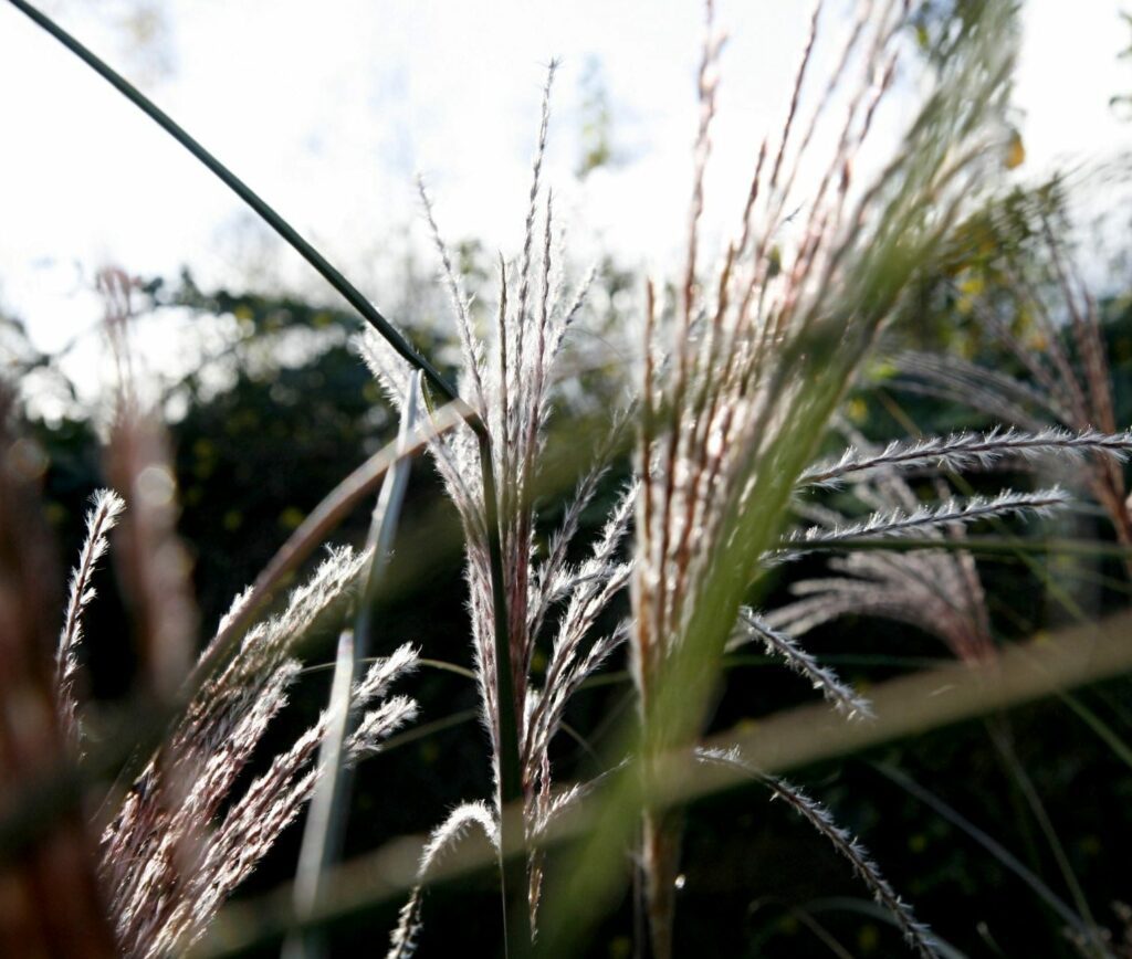 Miscanthus sinensis ‘Morning Light’ 3L 5023242255842