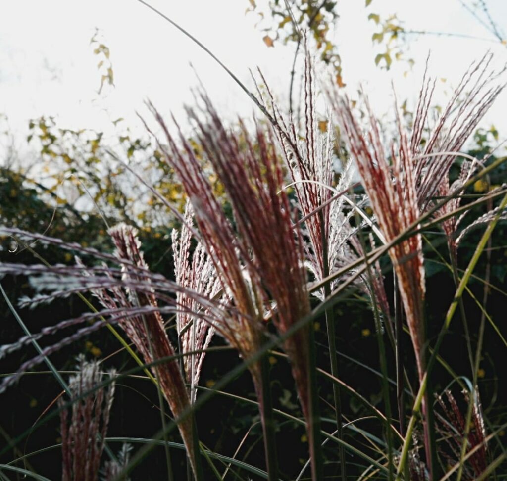 Miscanthus sinensis ‘Morning Light’ 3L 5023242255842