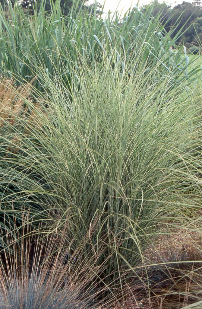 Miscanthus sinensis ‘Morning Light’ 3L 5023242255842