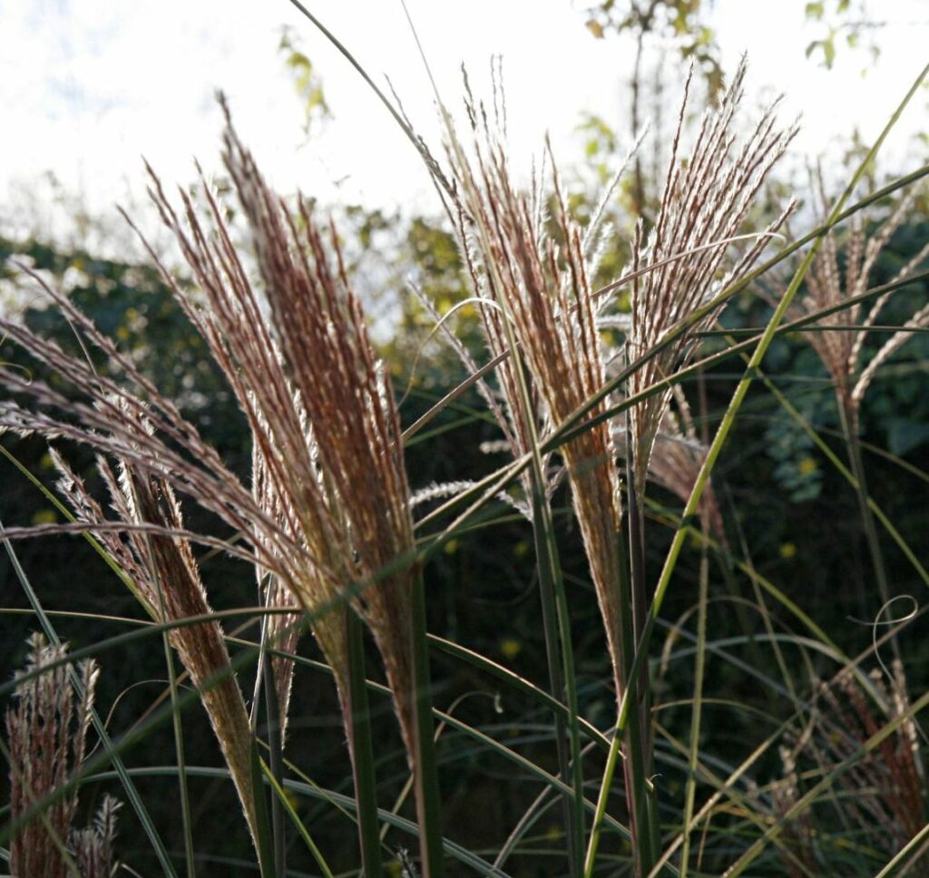 Miscanthus sinensis ‘Morning Light’ 3L 5023242255842