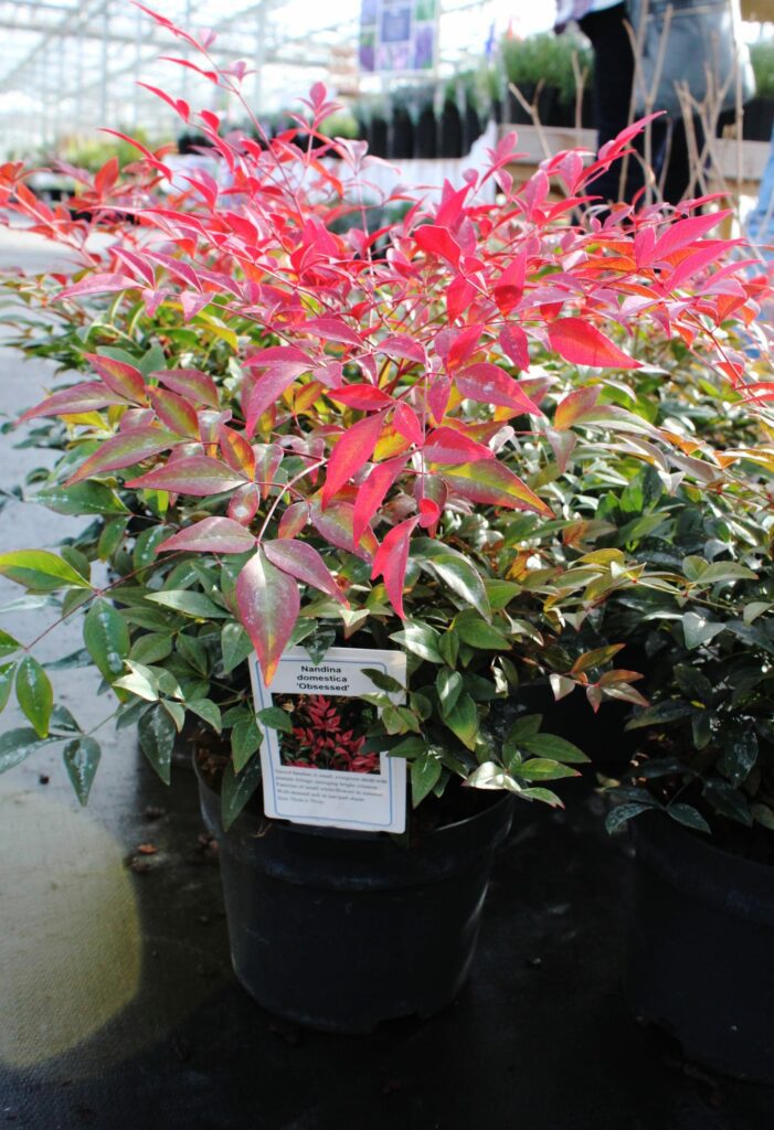 Nandina domestica ‘Obsessed’ 3L 5023242370934