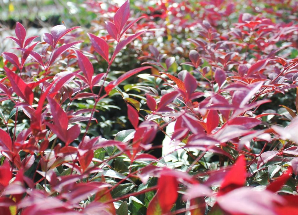 Nandina domestica ‘Obsessed’ 3L 5023242370934