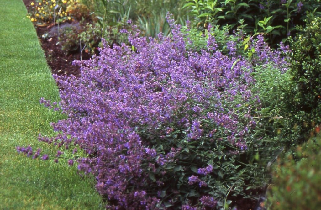 Nepeta ‘Six Hills Giant’ 3L 5023242367361