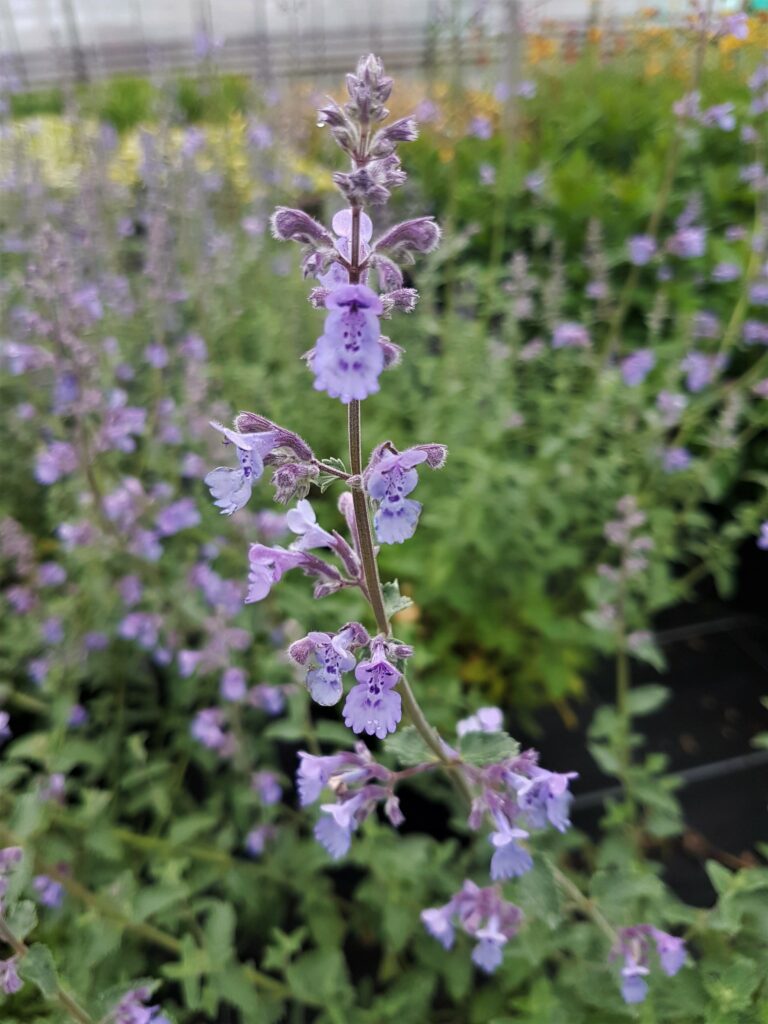 Nepeta ‘Six Hills Giant’ 3L 5023242367361