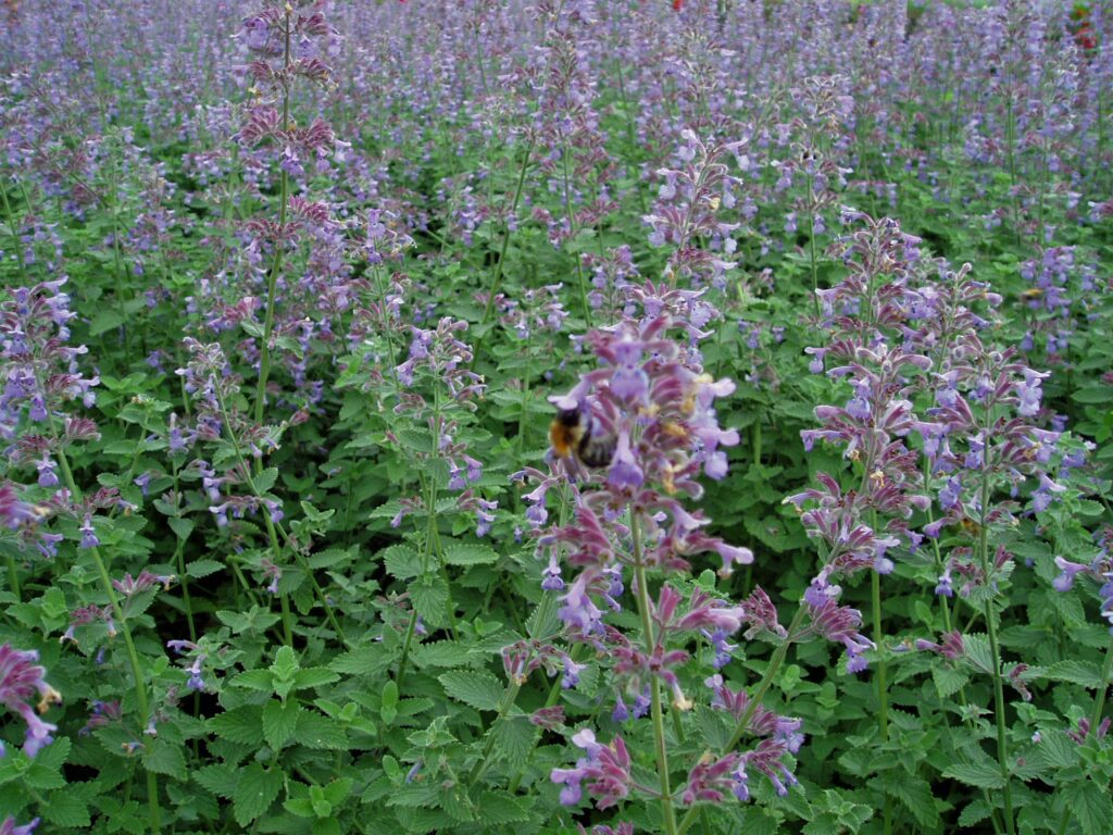 Nepeta ‘Six Hills Giant’ 3L 5023242367361