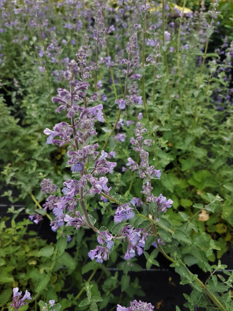 Nepeta ‘Six Hills Giant’ 3L 5023242367361