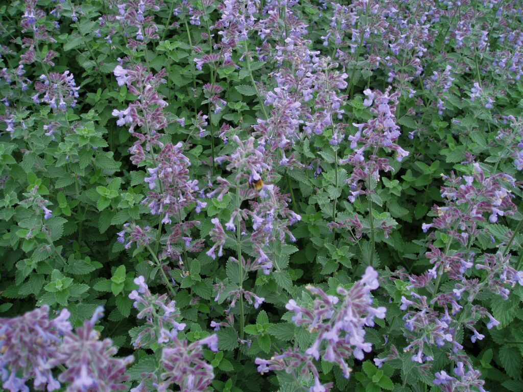 Nepeta ‘Six Hills Giant’ 3L 5023242367361