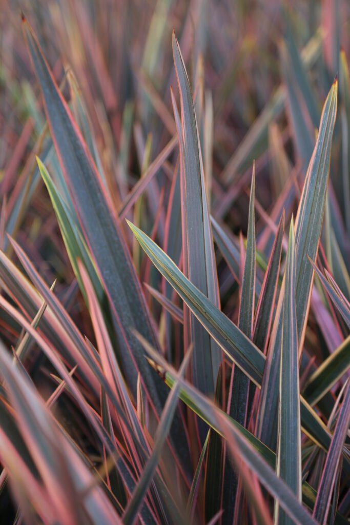 Phormium ‘Sundowner’ 3L 5023242195766