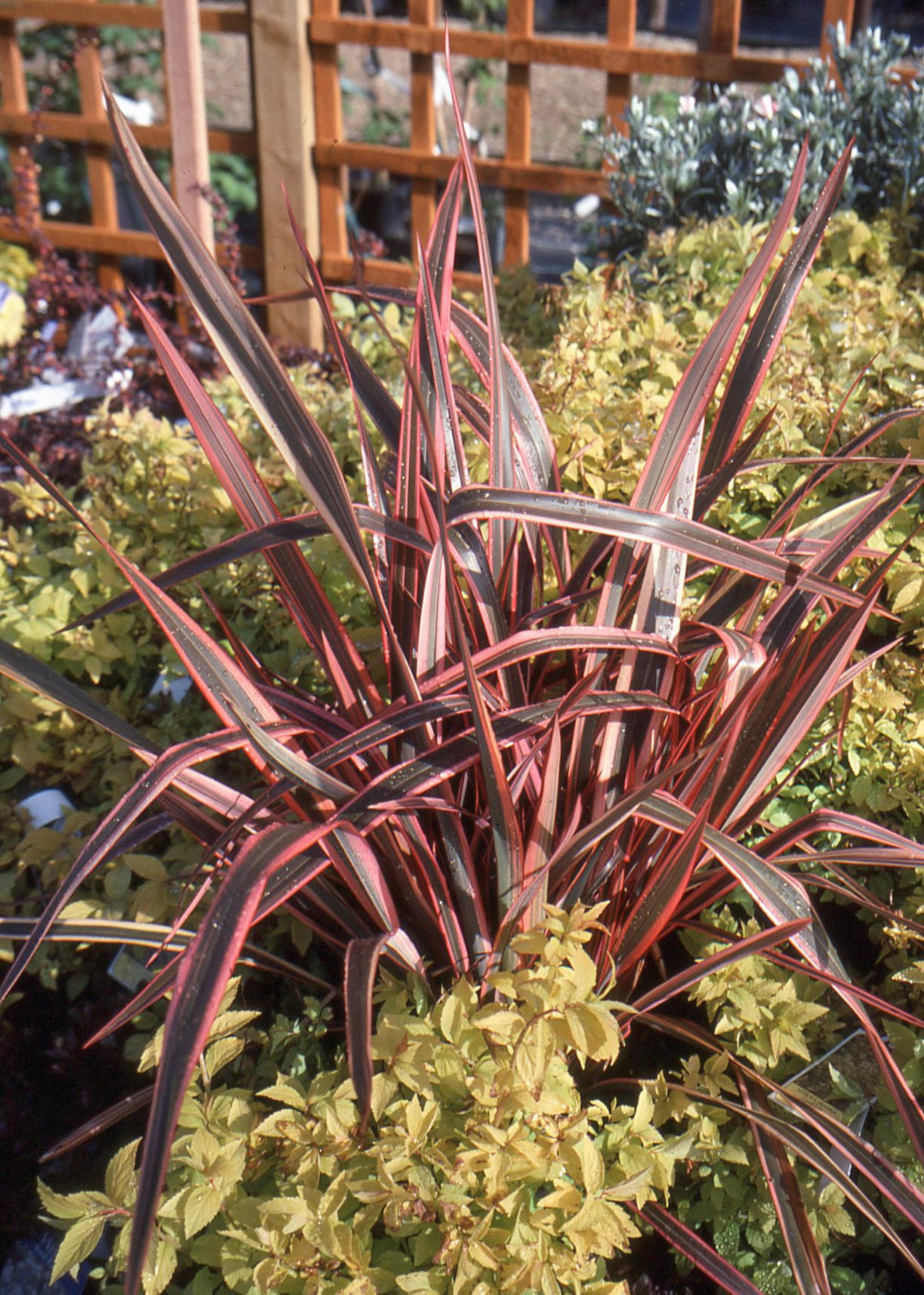 Cm Phormium 3l, Save £3, Gc - Hillier