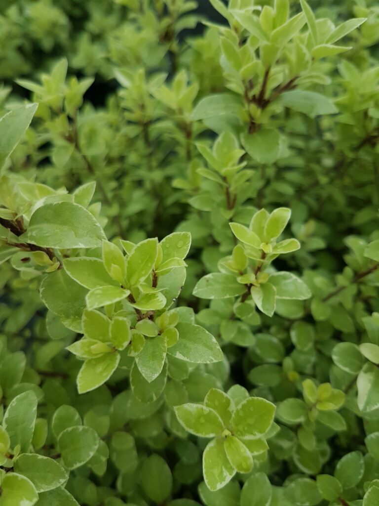 Pittosporum tenuifolium ‘Silver Ball’ 3L 5023242361840