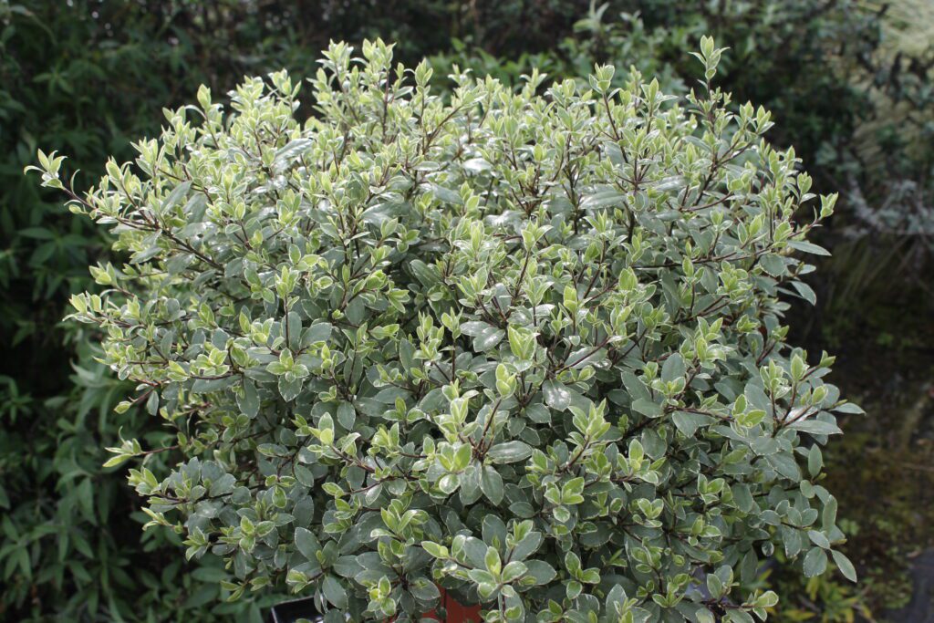 Pittosporum tenuifolium ‘Silver Ball’ 3L 5023242361840