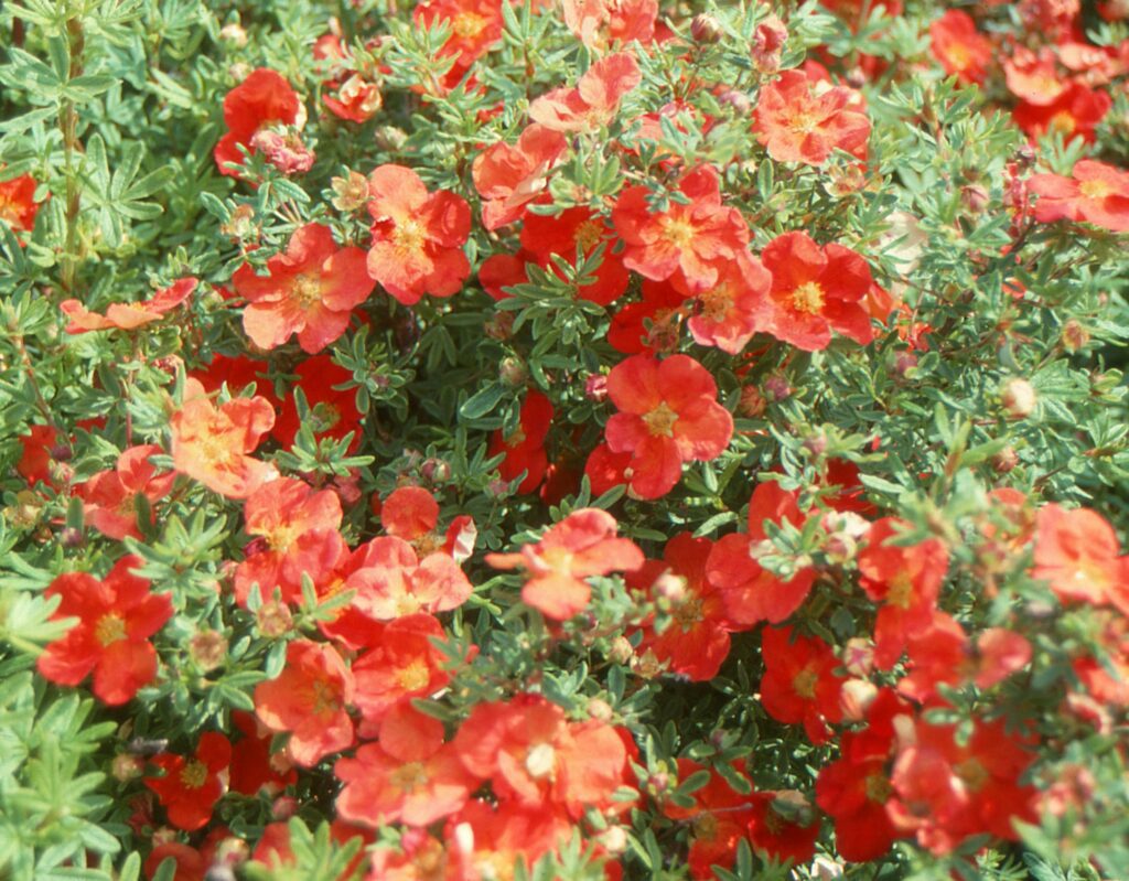 Potentilla fructicosa ‘Red Ace’ 3L 5023242314587