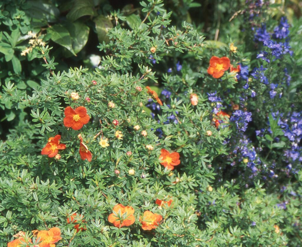 Potentilla fructicosa ‘Red Ace’ 3L 5023242314587