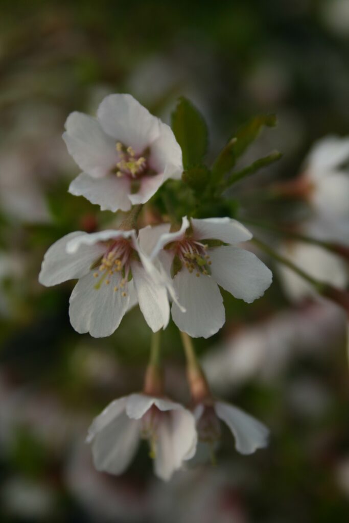 Prunus incisa ‘Kojo-no-mai’ 3L 5023242209937