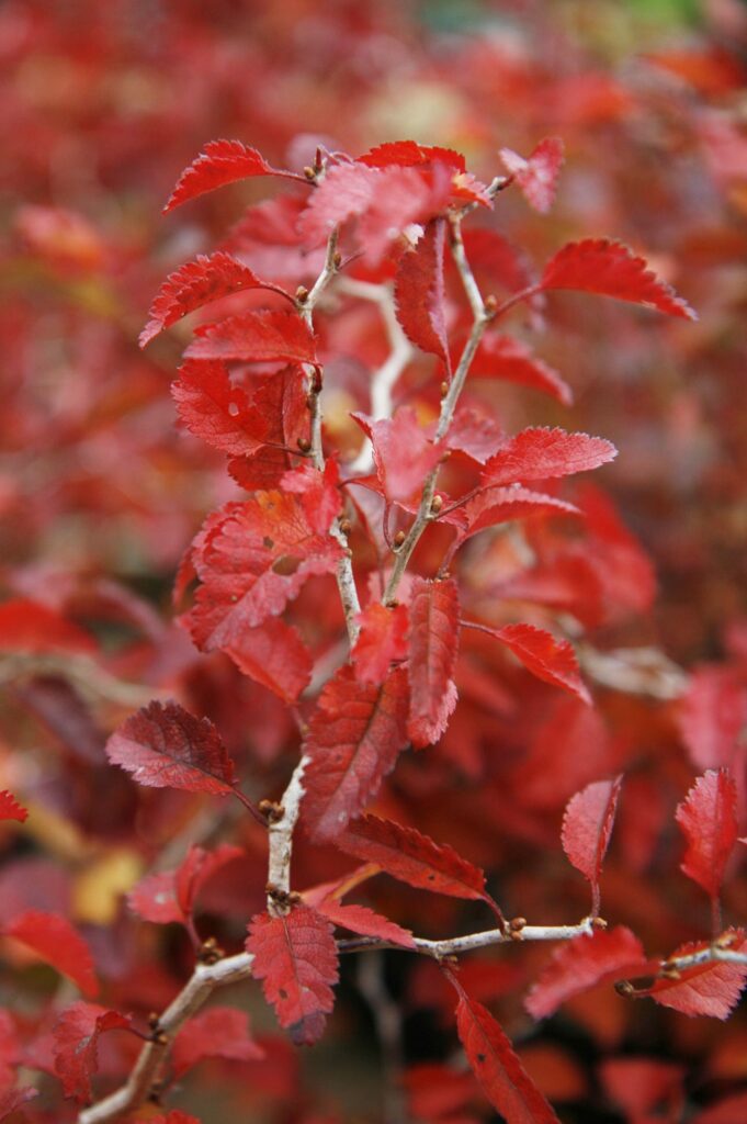 Prunus incisa ‘Kojo-no-mai’ 3L 5023242209937