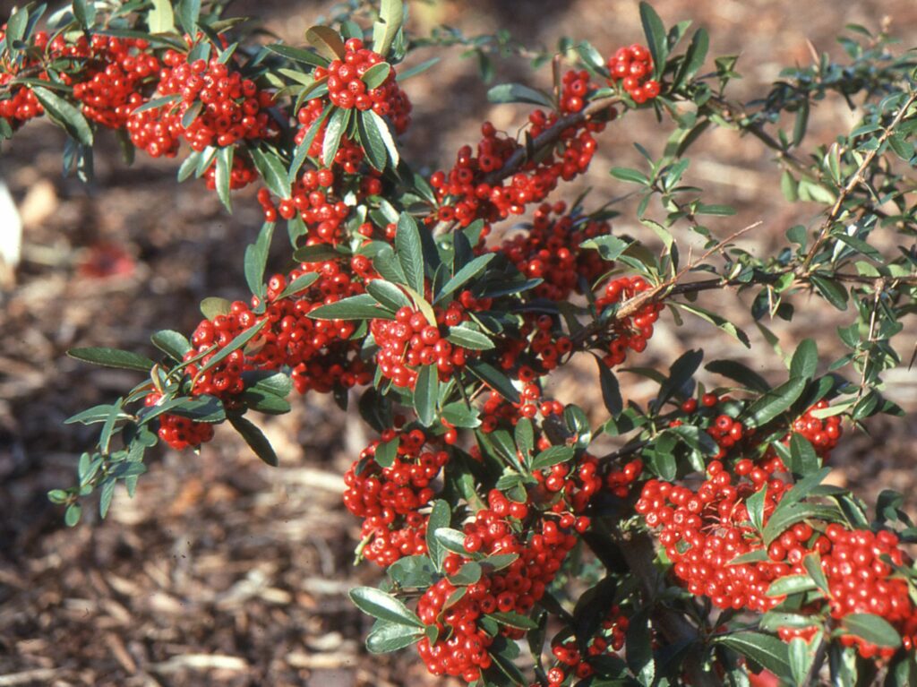 Pyracantha ‘Mohave’ 3L 5023242373409