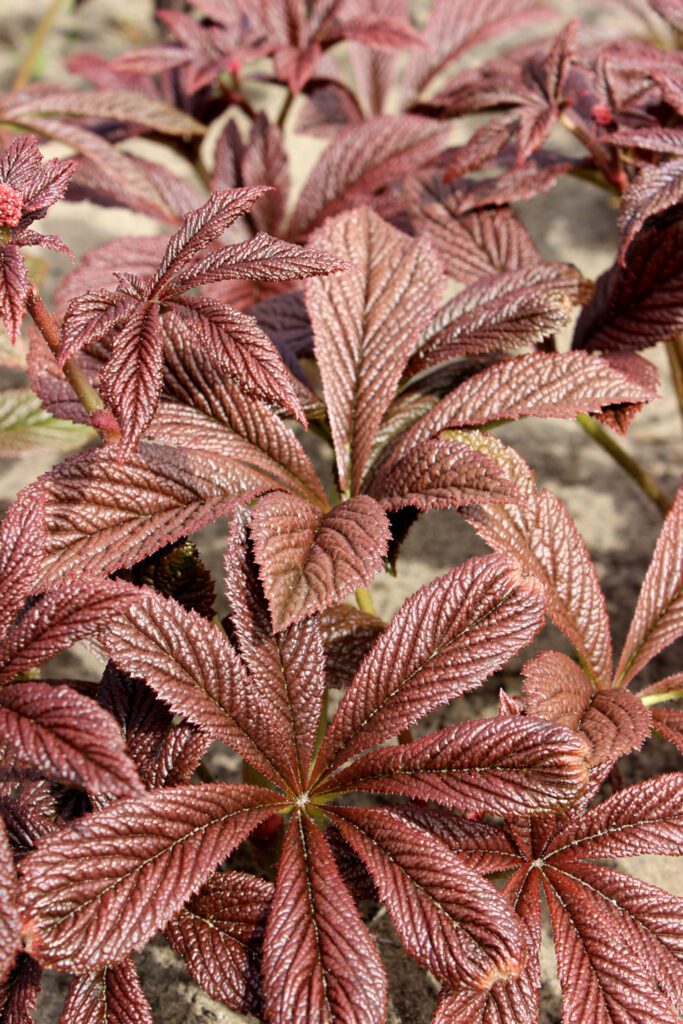 Rodgersia ‘Bronze Peacock’ 3L 5023242377094