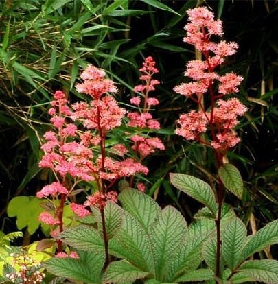 Rodgersia ‘Bronze Peacock’ 3L 5023242377094