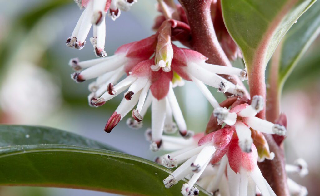 Sarcococca hookerania ‘Winter Gem’ 2L 5023242340623