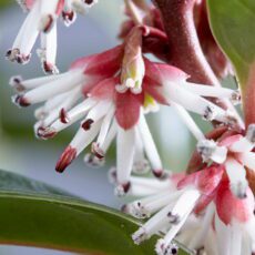 Sarcococca hookerania ‘Winter Gem’ 2L