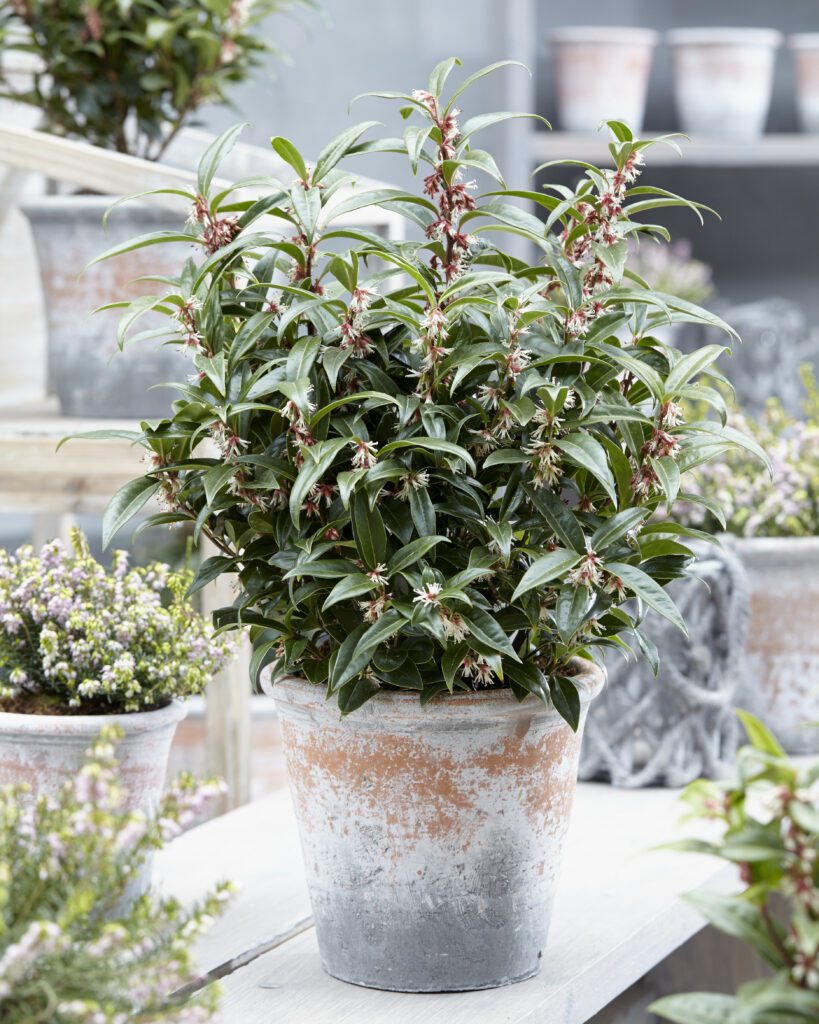 Sarcococca hookerania ‘Winter Gem’ 2L 5023242340623