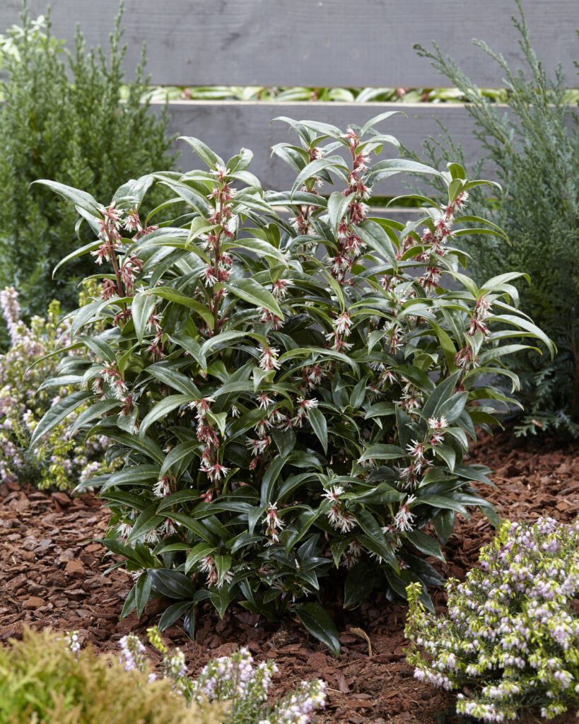 Sarcococca hookerania ‘Winter Gem’ 2L 5023242340623