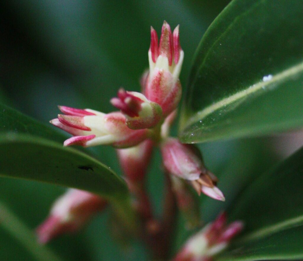 Sarcococca hookerania ‘Winter Gem’ 2L 5023242340623