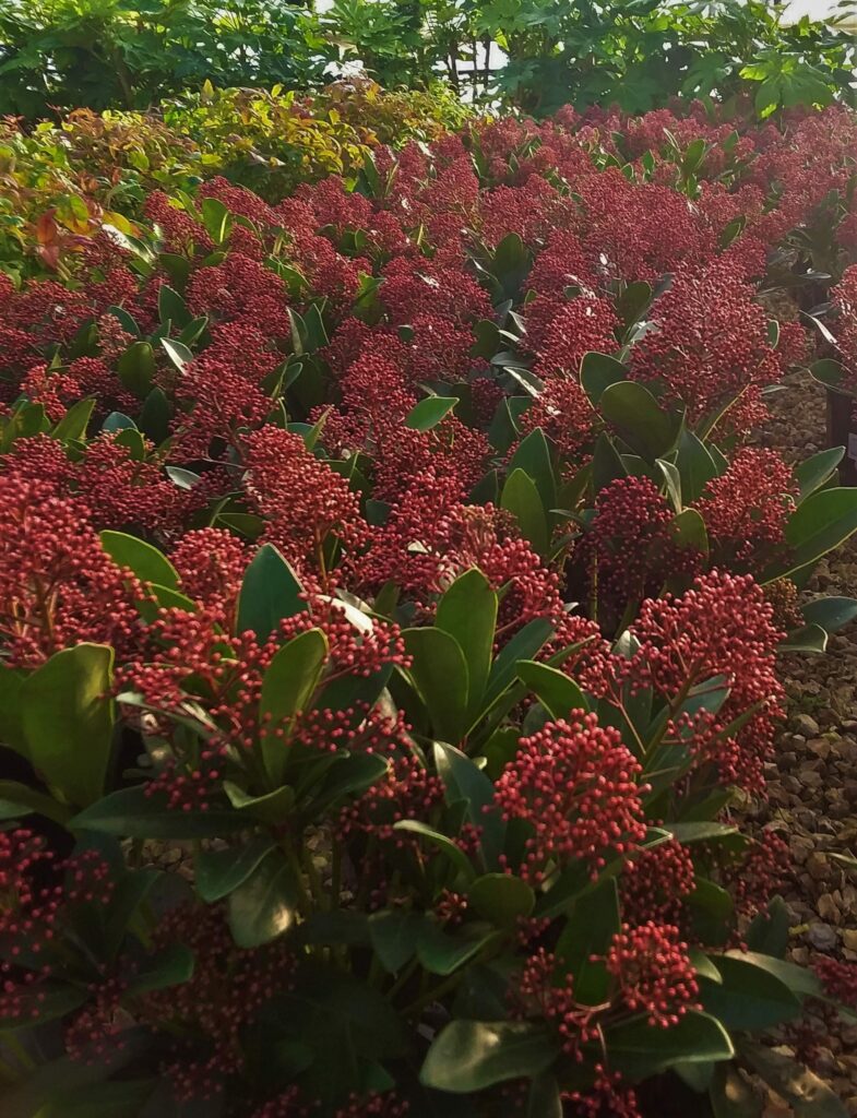 Skimmia japonica ‘Rubella’ 3L 5023242367798