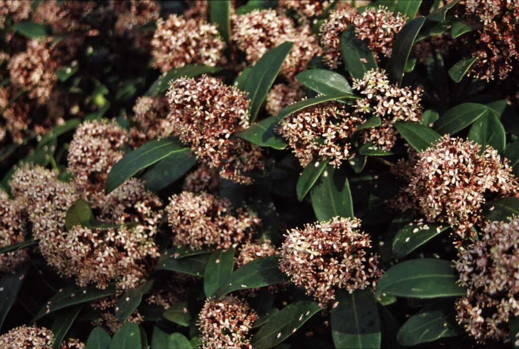 Skimmia japonica ‘Rubella’ 3L 5023242367798