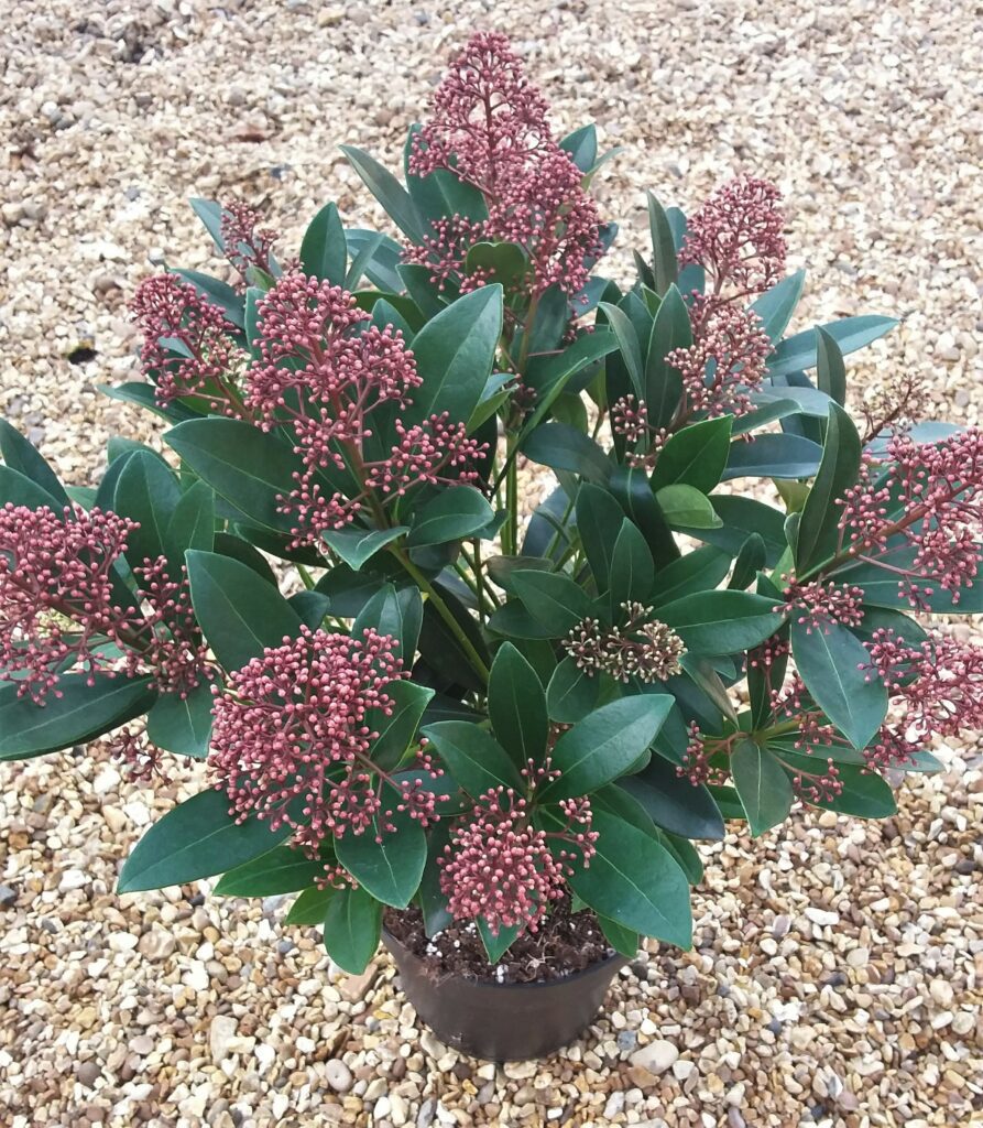 Skimmia japonica ‘Rubella’ 3L 5023242367798