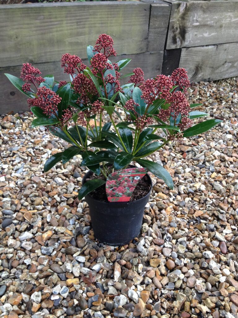 Skimmia japonica ‘Rubella’ 3L 5023242367798