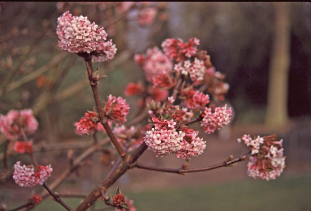 Viburnum x bodnantense ‘Dawn’ 3L 5023242185132