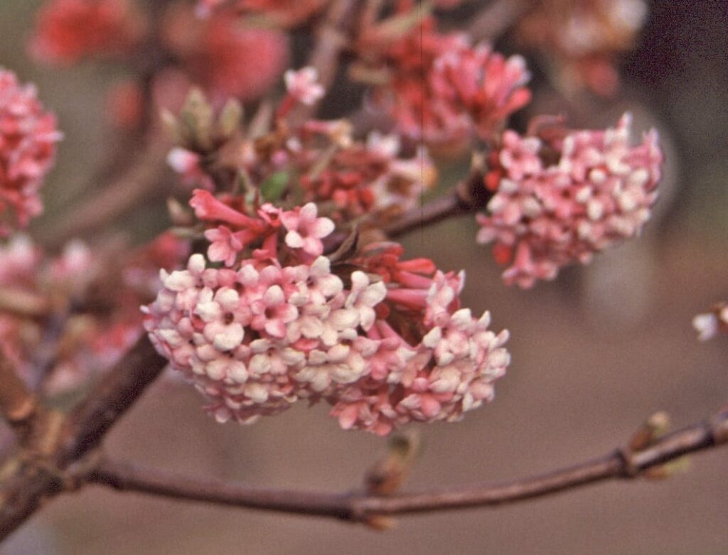 Viburnum x bodnantense ‘Dawn’ 3L 5023242185132