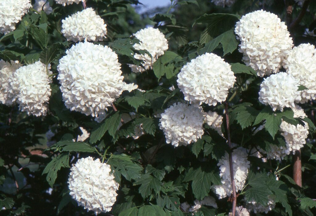 Viburnum opulus ‘Roseum’ 3L 5023242372525