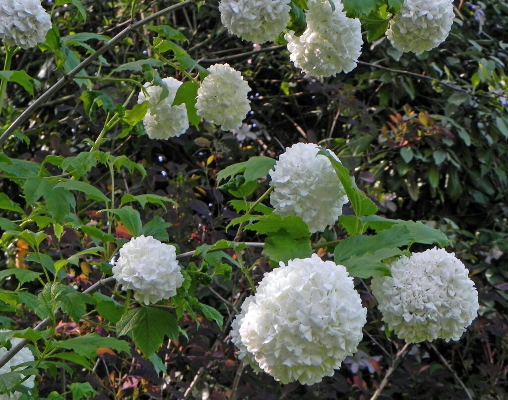 Viburnum opulus ‘Roseum’ 3L 5023242372525